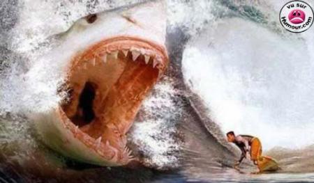 Surf