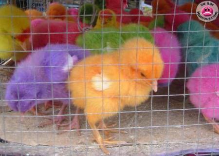 Poussin