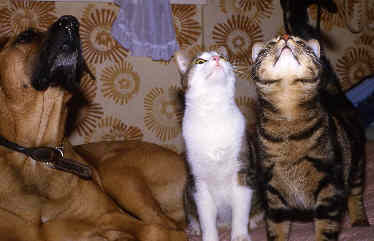 Trio d'enfer