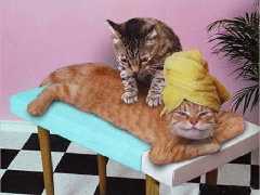 Chat
